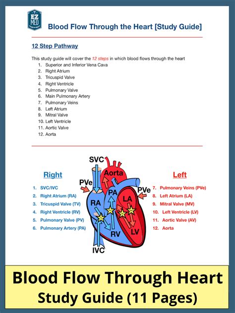 Blood Flow Through The Heart Pdf Step By Step Labeled Diagram In Order
