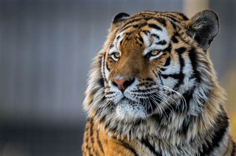 Tiger Closeup 4k Hd Animals 4k Wallpapers Images