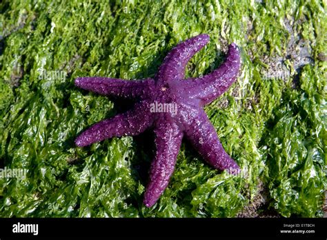 A Purple Ochre Sea Star Stock Photo Alamy