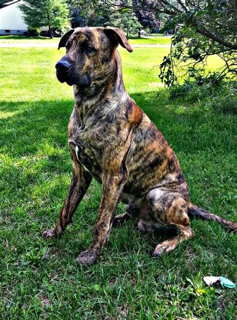 22 Mastiffs Mixed With Great Dane The Paws