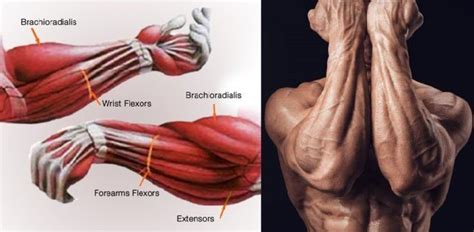 6 Of The Best Forearm Exercises For Muscle Growth And Strength For