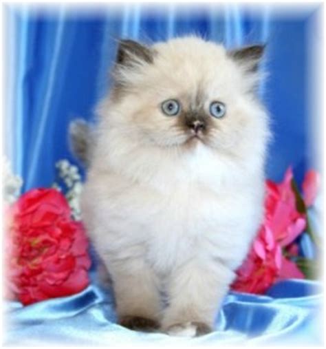 Our kittens have been raised underfoot, and in our home and are well socialized and loved. Teacup Persian kittens for sale | Doll Face Persian ...