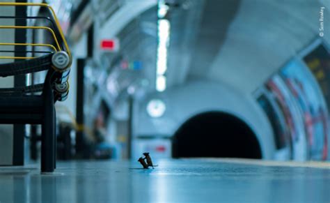 Photographer Captures Mice Brawling On London Underground