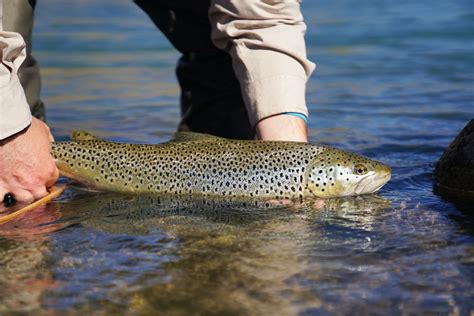 Chasing Chilean Brown Trout Flylords Mag