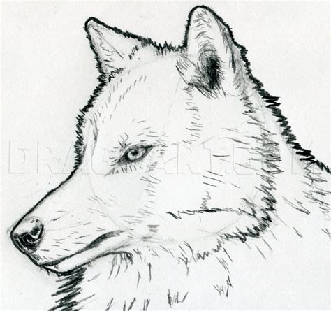 How To Sketch A Wolf Arctic Wolf Step By Step Drawing Guide By