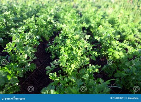 Green Parsley On Field Stock Image Image Of Healthy 158004091