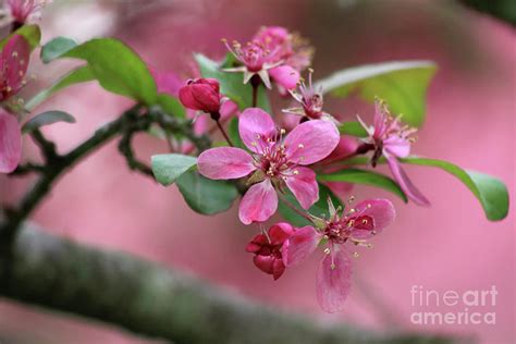 Pink Crabapple Blooms Photograph By Karen Adams Pixels