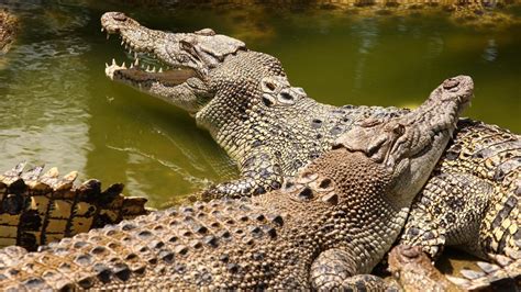 Crocodiles Have Evolved More Than We Think Cosmos Magazine