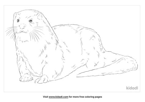 Eurasian Otter Coloring Page Free Mammals Coloring Page Kidadl