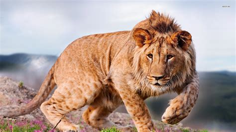 Lion The King Of Jungle Images Pictures In High Resolution All Hd