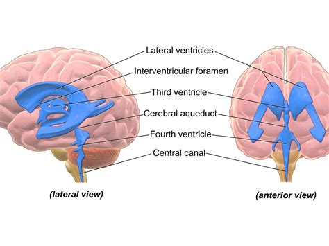 ventricular system of the brain boundaries of 4 ventricles and pathway of cerebrospinal csf