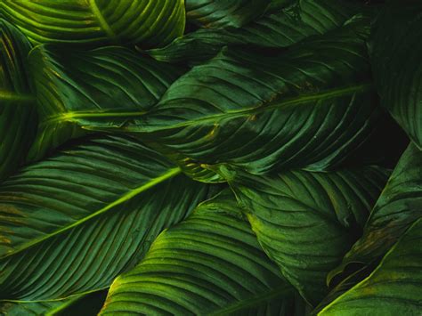 Desktop Wallpaper Bright Leaves Green Plant Hd Image Picture