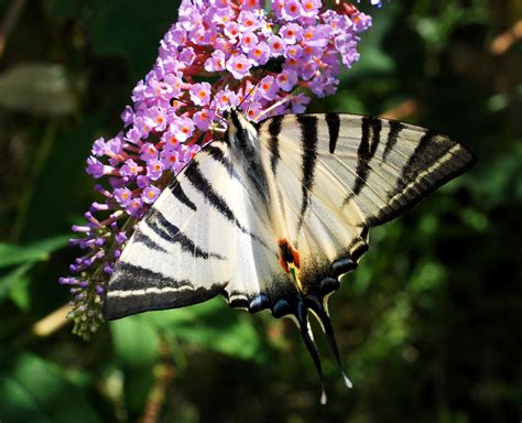 Il Mondo In Un Giardino La Mia Collezione Di Farfalle