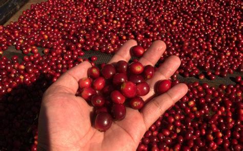 The Success Of Locally Produced Coffee In The Philippines Perfect