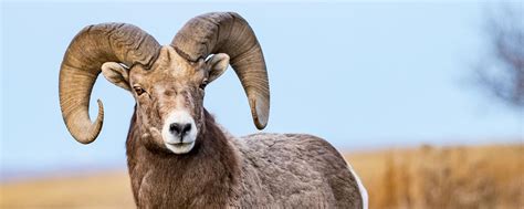 Record Number Apply To Hunt Bighorn Sheep In North Dakota News Dakota