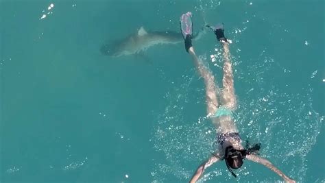 Swimmer Filmed In Terrifying Close Encounter With A Shark After It