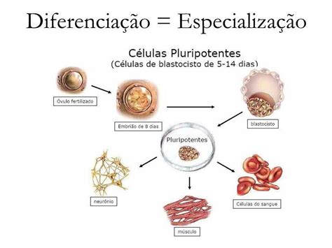 O Que é Diferenciação Celular Como Ocorre Quais As Principais