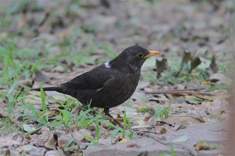 Common Blackbird With White Patches Thrushes 鶇 Landbirds 陸鳥 Hkbws