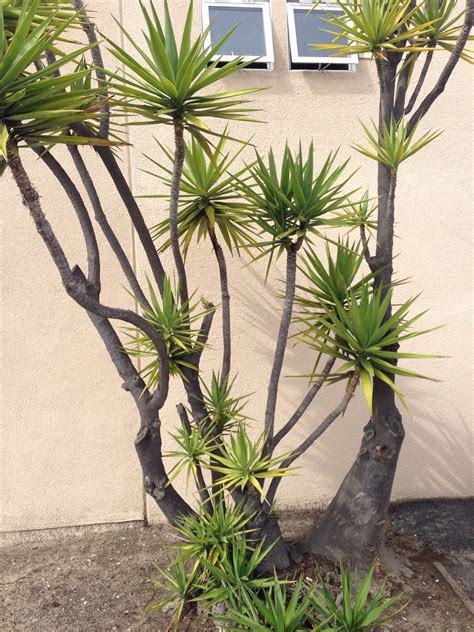 Spiky Trees Trees To Plant Hillside Garden Garden