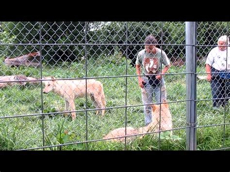Wolves And Information At Wolf Park In Indiana Part Two With Crowd And