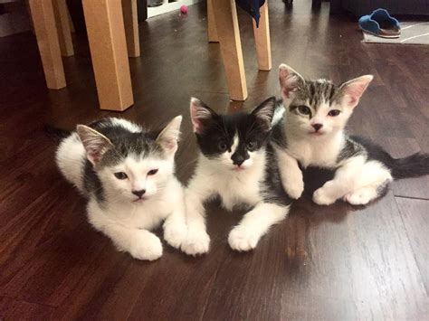My First 3 Foster Kittens All Going To Their Forever Homes Today Raww