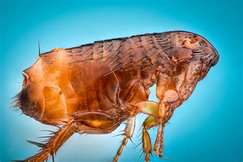 Scientists Solve Flea Mystery Chinese Academy Of Sciences