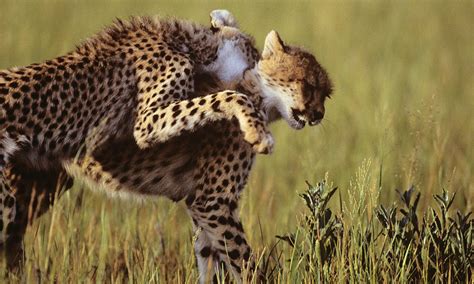 About Cheetahs Cheetah Facts Cheetah Conservation Fund
