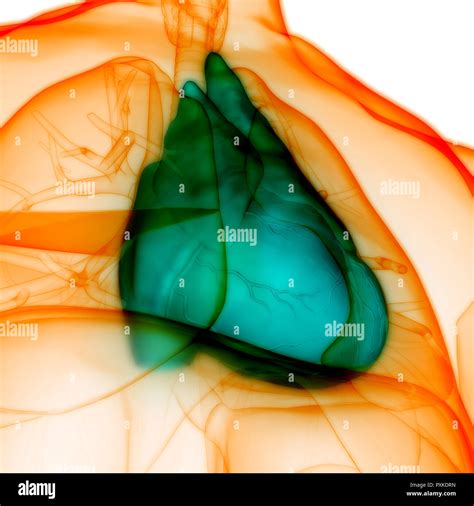 Human Heart Anatomy Stock Photo Alamy