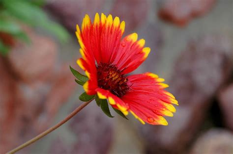 Mexican Blanket Flower Photograph By Teresa Stallings Fine Art America