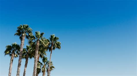 Posted by admin on october 22, 2018 if you don't find the exact resolution you are looking for, then go for original or higher resolution which may fits perfect to your desktop. Download wallpaper 3840x2160 palm trees, tree, sky, summer ...