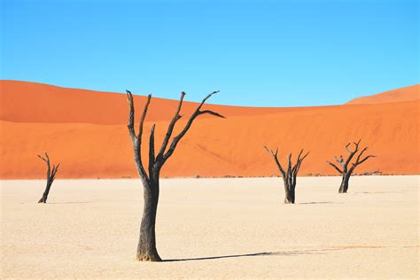 Desert Landscape Royalty Free Stock Photo