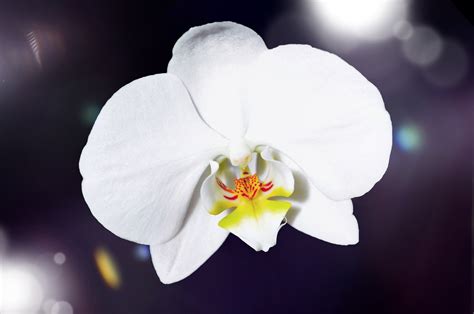 Free Images Blossom White Flower Petal Bloom Flora Close Up
