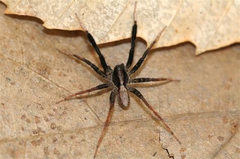 Spiders Of Ohio · Inaturalist