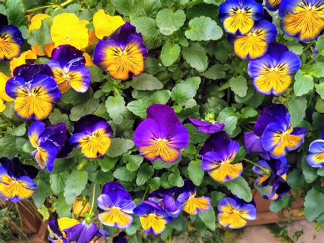 50 Pansy Varieties And How To Care For Them Gardening