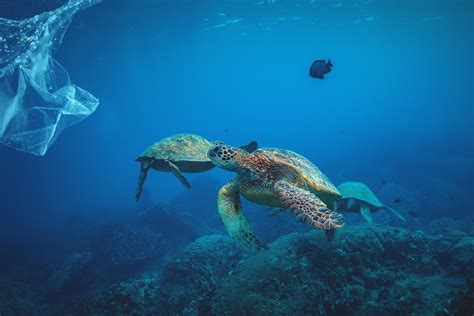 Plastikmüll And Überfischung So Schützen Wir Unsere Meere Zukunftleben