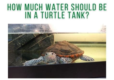 How Much Water Should Be In A Turtle Tank Turtleholic