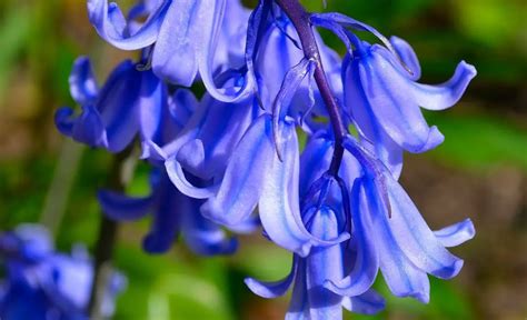 Bluebell Flower Meaning Symbolism And Colors Pansy Maiden