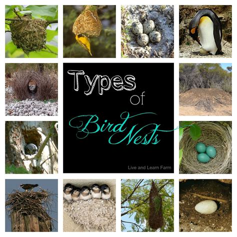 Types Of Bird Nests 3 Part Cards Live And Learn Farm Fun Facts