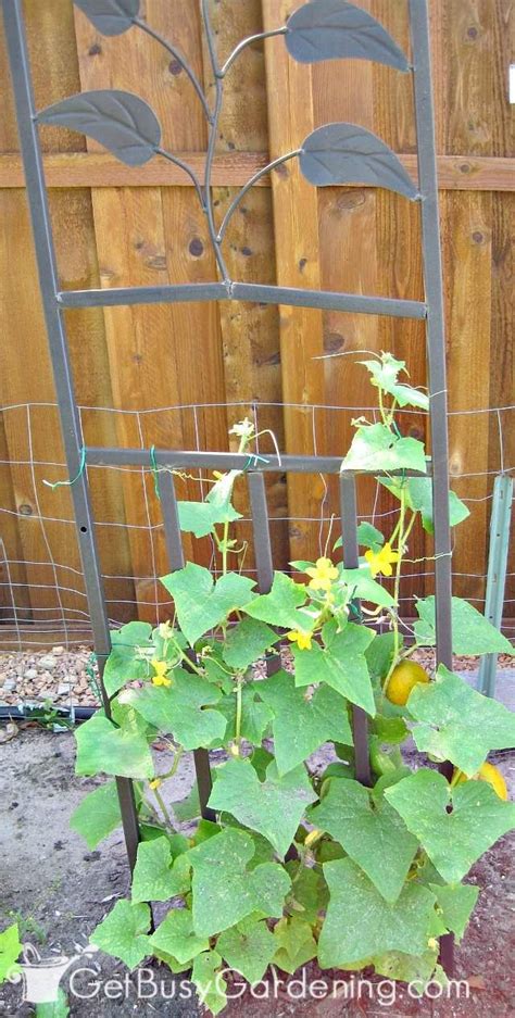 Growing Vertical Cucumbers In Your Home Veggie Garden Is Simple Great