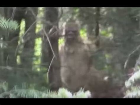 Giant Bigfoot Caught On Camera Real Sasquatch Proof Evidence