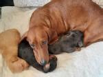 This is a really outstanding rescue although not in ohio. Redeemer's Dachshunds - Dachshund breeder in Littlestown ...