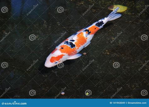 Colorful White Orange Black Koi Swimming In Pond Stock Image Image