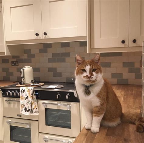 Just Purrrrrrrfect New Kitchen Using Kitchenstori Madison Ivory By