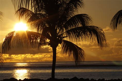 Free Images Beach Tree Water Silhouette Light Sunrise Sunset