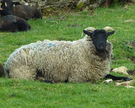 Norfolk Horn Sheep P1550480mods Andrew Wright Flickr
