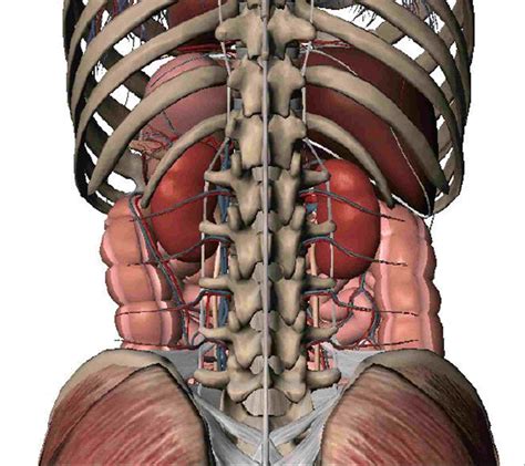 Human Anatomy Of The Abdomen