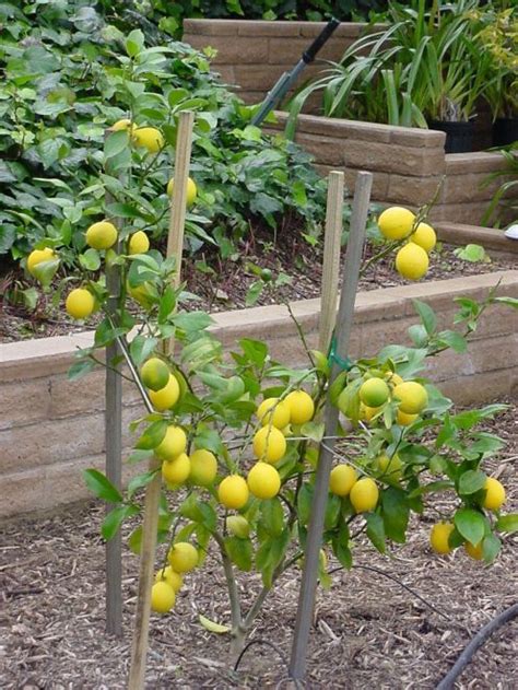 Choosing where to plant in 5 easy steps gary talks about what to consider and what to avoid when planning to plant fruit trees. Miniature Fruit Trees | ... you need to know about ...