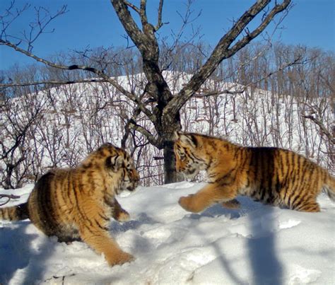 Playful Amur Tiger Cubs Caught On A Camera Trap In Primorye Russian