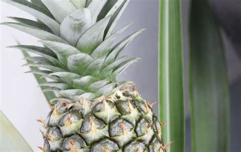 Grow Your Own Pineapple 7 Steps To Propagate Careelite