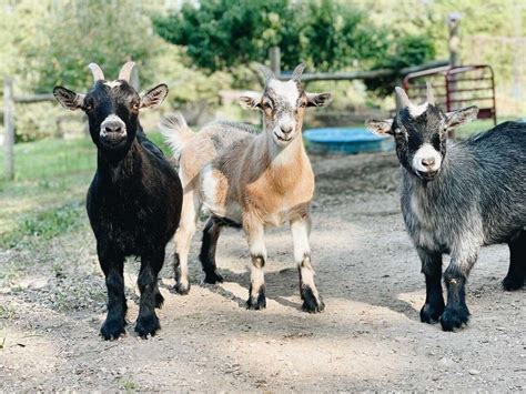 20 Essential Things You Need To Know About Caring For Goats Azure Farm